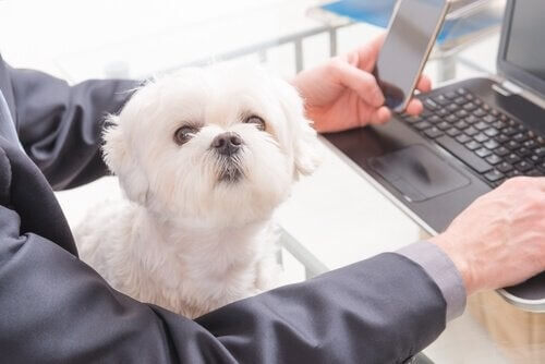 laptopta çalışan sahibi ve köpeği