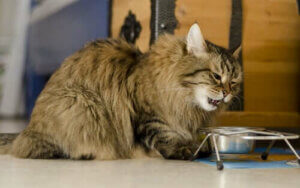 Kedilerde Diyabeti Önlemek İçin Doğru Beslenme