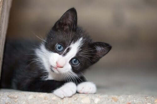 mavi gözlü siyah sokak kedisi