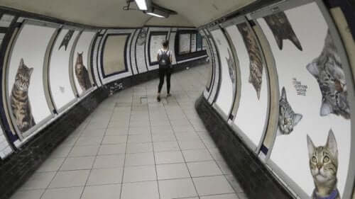 metrolardaki kedi resimleri ve Londra metrosunda kediler