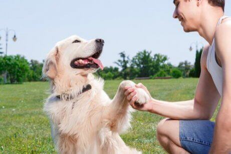 el sıkışan köpek