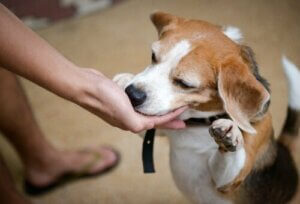 Köpeğimize Ne Zaman Ödül Maması Vermeliyiz?