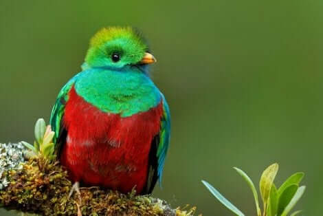 parlak quetzal kuşu