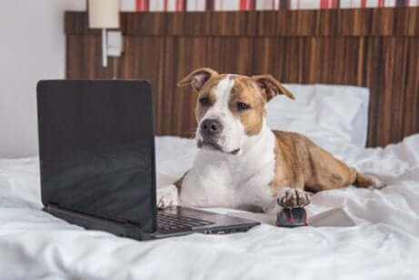 laptop kullanan köpek
