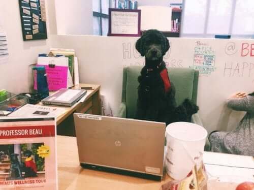 profesör köpek