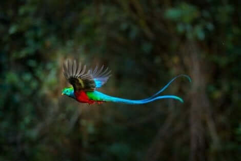uçan quetzal kuşu