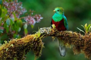 Quetzal: İkonik Bir Güney Amerika Kuşu