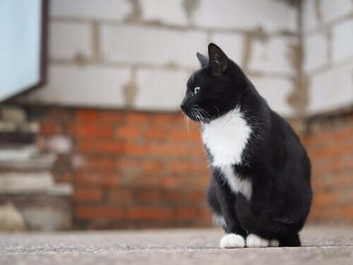 siyah beyaz tüylü sokak kedisi