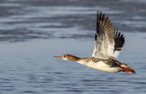Carolina ördekler değişik gaga yapısına sahip