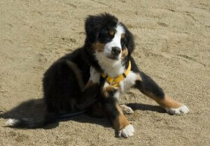 Pire Alerjisi Olan Köpekler için Önlemler