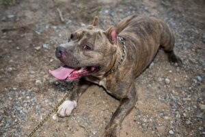 Uzanan bir boxer köpek