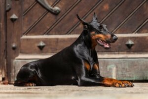 Uzanmış bir doberman