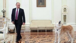 Vladimir Putin'in köpeği