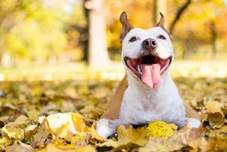 köpekler için antioksidan