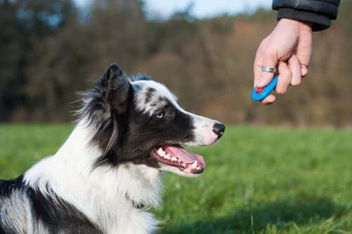 İşitme Desteği İçin Eğitilmiş Köpek