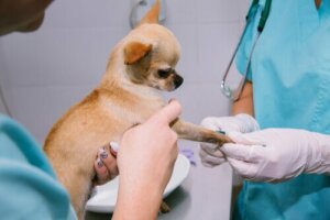 Köpekler İçin Kondroprotektif Takviyeler Nedir?