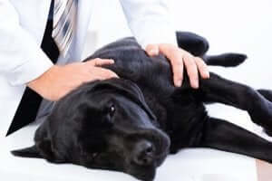 köpeğinizin acı çektiğini anlamak: veterinere götürmek