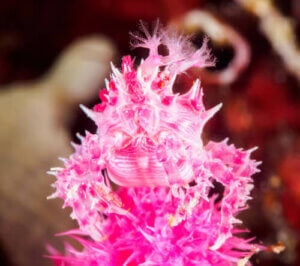 Alcyonacea