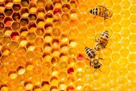 arılar ve tümtoplumsallık