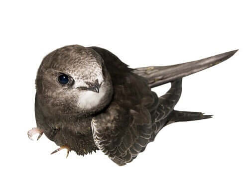 Yavru kuşların yardıma ihtiyaçları olabiliyor.