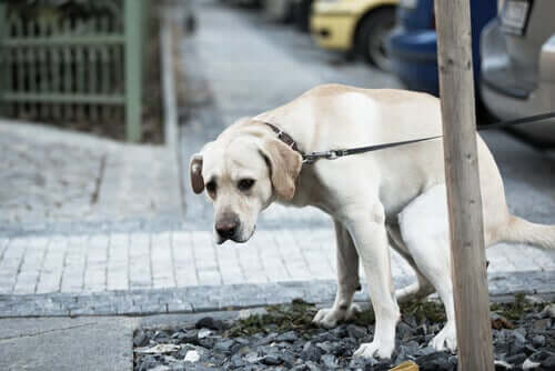 Köpeklerde Sindirim Problemleri: Tedavisi Ve Önlemler