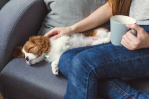 Köpeklerde Bilinçsizlik Hali ve Sebepleri