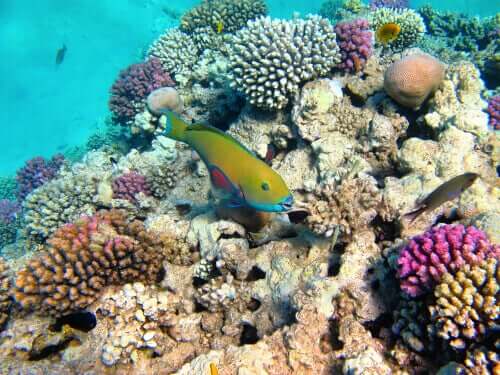 Mercan Resifleri ve Mikroskobik Algler Arasındaki Simbiyotik İlişki