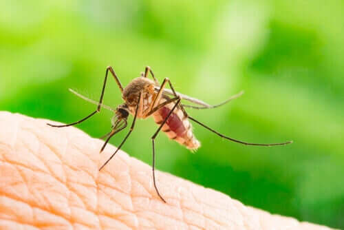 bir insanı sokmak üzere olan bir sivri sinek