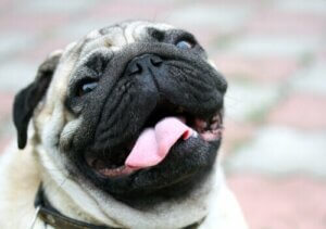 Bir pug