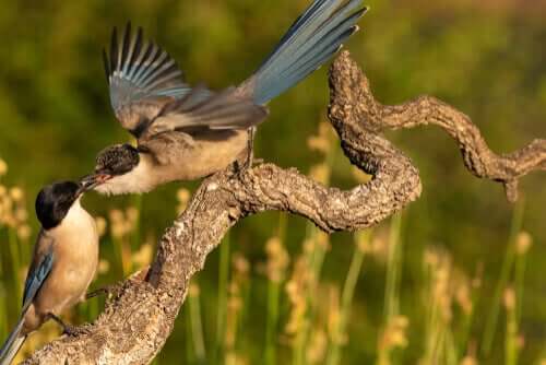 birbirlerini besleyen kuşlar
