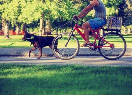 bisiklet süren adam ve köpek