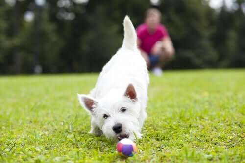 çimlerde top oynayan köpek