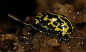 Corroboree Kurbağası: Kesinlikle Hayran Bırakan Bir Tür