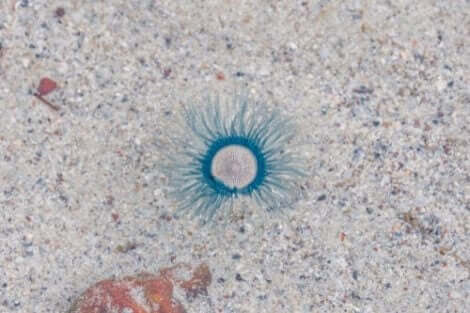 mavi denizanası fotoğrafı