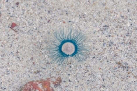 mavi denizanası fotoğrafı