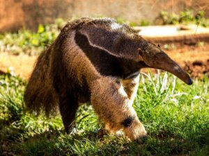 Haşerelerle Beslenen İlginç Hayvanlar: Karıncayiyengiller