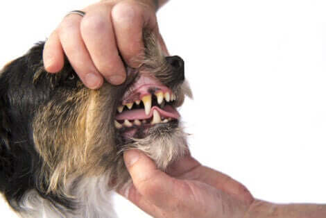 köpeklerde diş taşı
