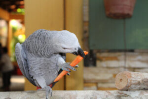 Havuç yiyen gri papağan