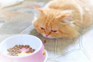 Hasta Kediyle İlgilenmek: Diyet ve Beslenme