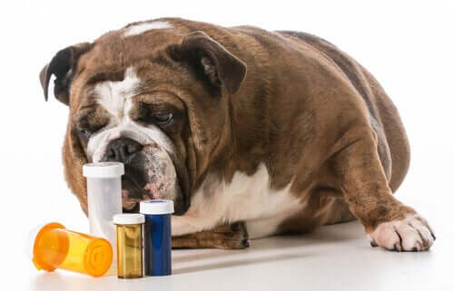 Köpek İlaçları: Köpeğinize Ne Kadar İlaç Vermelisiniz?