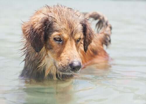 suda yüzen hasta köpek ve evcil hayvanlarda leptospiroz