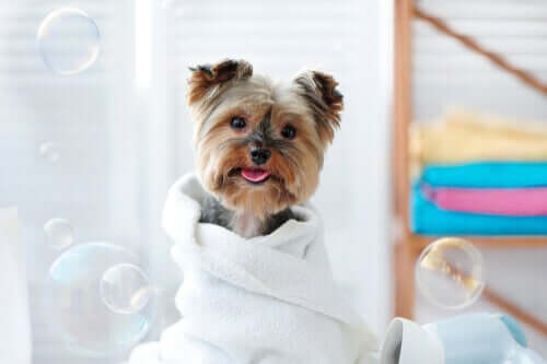 Evcil Hayvanınızı Islak Mendil İle Nasıl Temizlersiniz?
