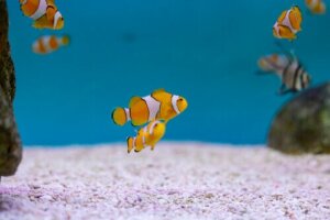 Hermafrodit Olmanın Evrimsel Anlamı