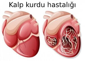 kalp kurdu hastalığı