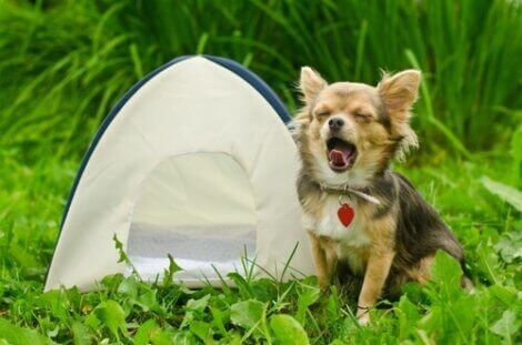 köpeğinizle kamp yapmak için ipuçları