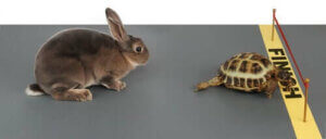Kaplumbağa ve tavşan masalı, hayvan hikayeleri