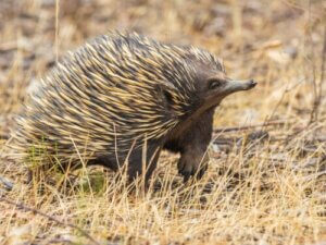 Dikenli karıncayiyen