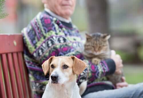 bankta oturan kedi ve köpek ve yaşlılar ve köpekler
