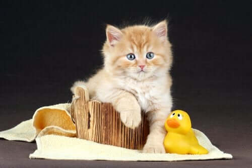 oyuncak banyo civcivi ve mavi gözlü kedi