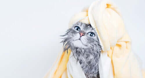 banyo yapmış kedi ve evcil hayvanınızı ıslak mendil ile yıkamak